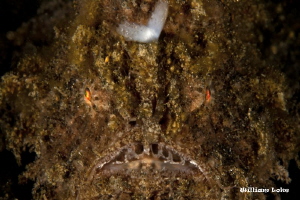 Angry Dirty Hairy by William Loke 